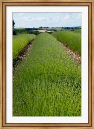 Framed Lavender Field, Route de Manosque, Plateau de Valensole, Alpes-de-Haute-Provence, Provence-Alpes-Cote d&#39;Azur, France Print