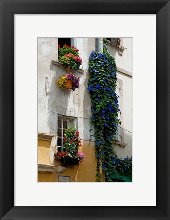 Framed Building with flower pots on each window, Rue Des Arenes, Arles, Bouches-Du-Rhone, Provence-Alpes-Cote d&#39;Azur, France Print