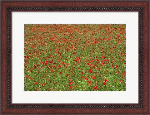 Framed Poppy Field in Bloom, Les Gres, Sault, Vaucluse, Provence-Alpes-Cote d&#39;Azur, France (horizontal) Print