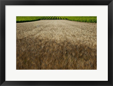 Framed Wheat field surrounded by vineyards, Cucuron, Vaucluse, Provence-Alpes-Cote d&#39;Azur, France Print