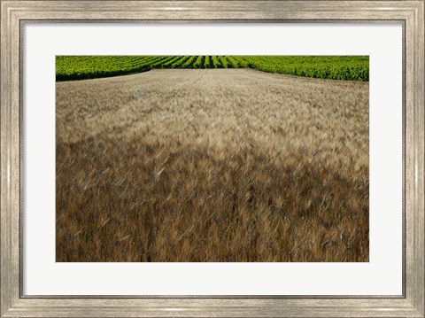 Framed Wheat field surrounded by vineyards, Cucuron, Vaucluse, Provence-Alpes-Cote d&#39;Azur, France Print
