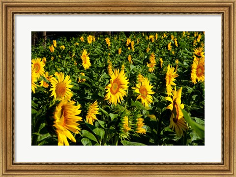 Framed Sunflowers (Helianthus annuus) in a field, Vaugines, Vaucluse, Provence-Alpes-Cote d&#39;Azur, France Print