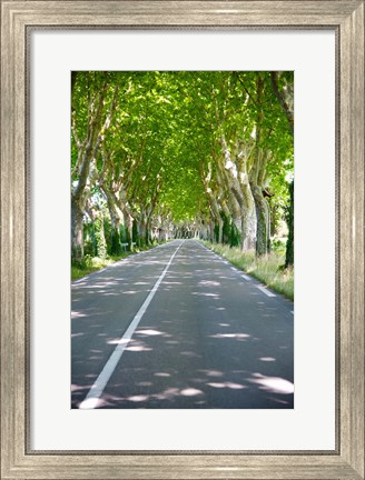 Framed Allee of trees, St.-Remy-De-Provence, Bouches-Du-Rhone, Provence-Alpes-Cote d&#39;Azur, France Print