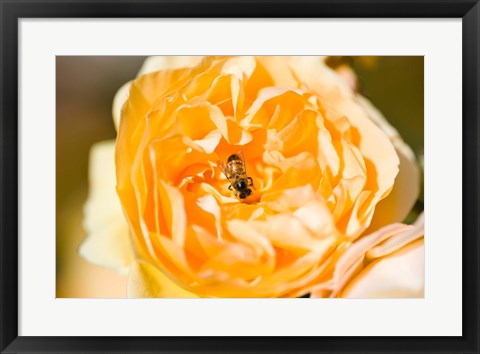 Framed Bee pollinating a yellow rose, Beverly Hills, Los Angeles County, California, USA Print