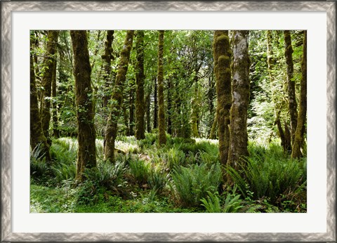 Framed Ferns and Trees, Quinault Rainforest, Olympic National Park, Washington State Print