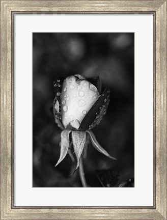 Framed Close-up of a Rose, Glendale, Los Angeles County, California (black and white) Print