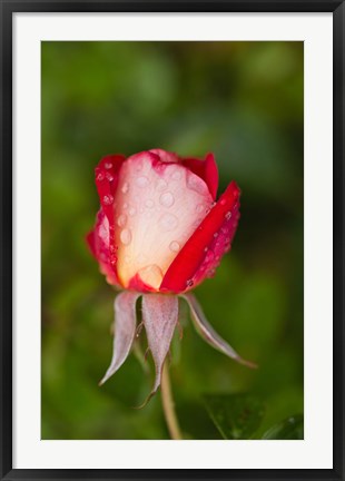 Framed Close-up of a Rose, Glendale, Los Angeles County, California Print