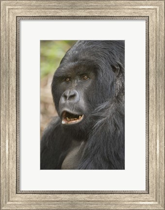 Framed Close-up of a Mountain gorilla (Gorilla beringei beringei), Rwanda Print