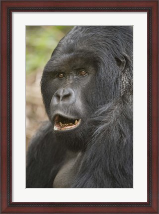 Framed Close-up of a Mountain gorilla (Gorilla beringei beringei), Rwanda Print