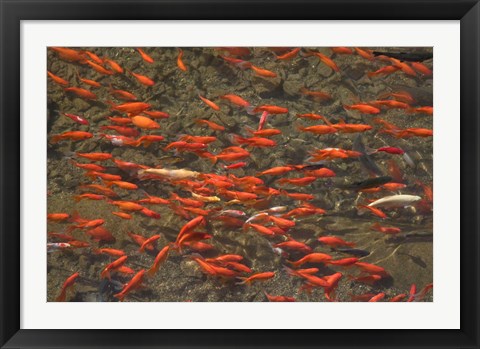 Framed Goldfish (Carassius auratus) swimming in the Yu River Canal, Old Town, Lijiang, Yunnan Province, China Print