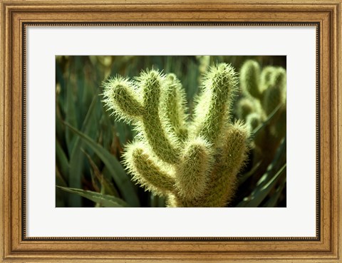 Framed Cactus in sunlight Print