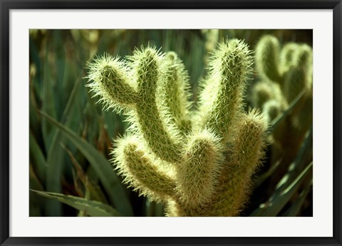 Framed Cactus in sunlight Print