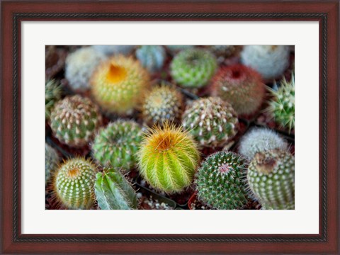 Framed Close-up of multi-colored Cacti Print