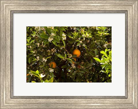 Framed Orange trees in an orchard, Santa Paula, Ventura County, California, USA Print
