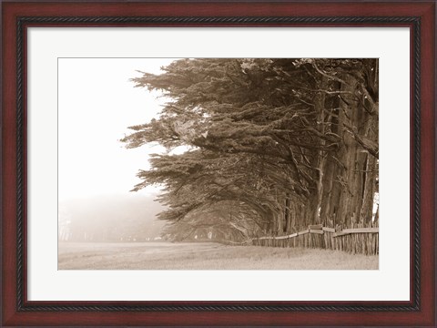 Framed Cypress trees along a farm, Fort Bragg, California, USA Print