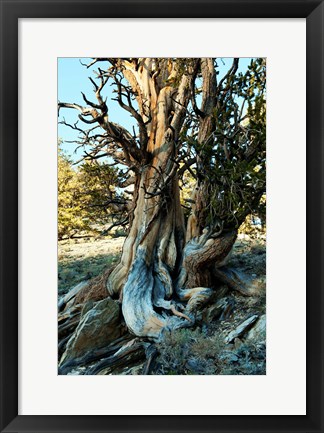 Framed Ancient Bristlecone Pine Forest, White Mountains, California Print