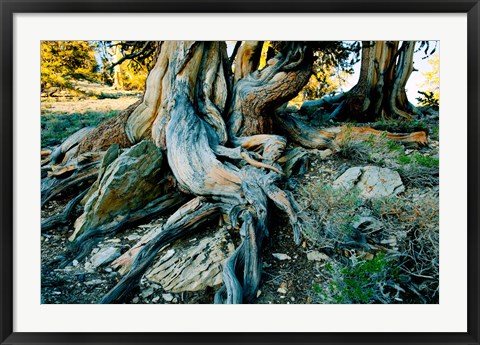 Framed Bristlecone Pine Grove at Ancient Bristlecone Pine Forest, White Mountains, California Print