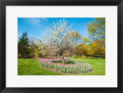 Framed Tree in Sherwood Gardens, Baltimore, Maryland Print