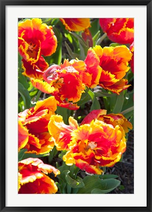 Framed Tulips at Sherwood Gardens, Baltimore, Maryland Print