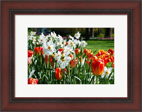 Framed Tulips and other flowers at Sherwood Gardens, Baltimore, Maryland, USA Print
