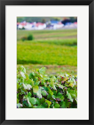 Framed Vineyards in autumn, Chigny-les-Roses, Marne, Champagne-Ardenne, France Print