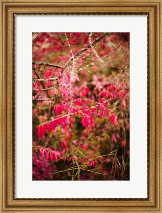 Framed Close-up of a plant in a garden in autumn, Musee de l&#39;Ecole de Nancy, Nancy, Meurthe-et-Moselle, Lorraine, France Print