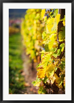 Framed Vineyards in autumn, Mittelbergheim, Alsatian Wine Route, Bas-Rhin, Alsace, France Print