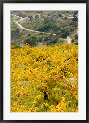 Framed Vineyards, Collioure, Vermillion Coast, Pyrennes-Orientales, Languedoc-Roussillon, France (vertical) Print
