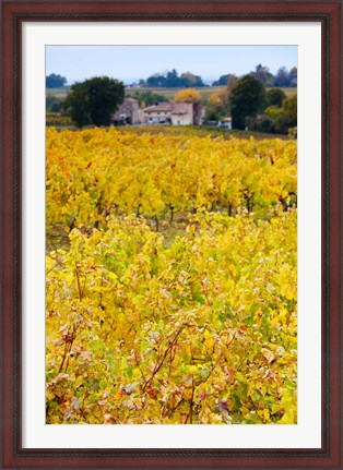 Framed Autumn Vineyards, Montagne, Gironde, Aquitaine, France Print
