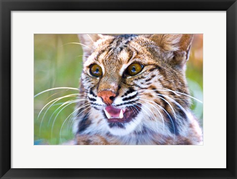 Framed Close-up of a Bobcat (Lynx rufus) Print