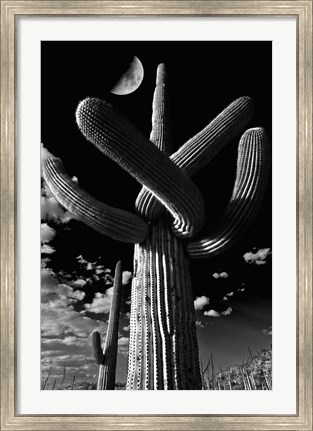Framed Saguaro cactus, Tucson, Arizona (B&amp;W, vertical) Print
