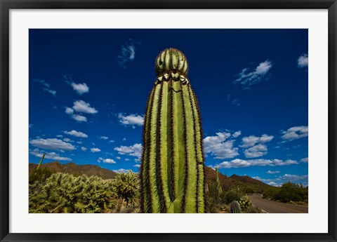 Framed Low angle view of a Saguaro cactus (Carnegiea gigantea), Tucson, Pima County, Arizona Print