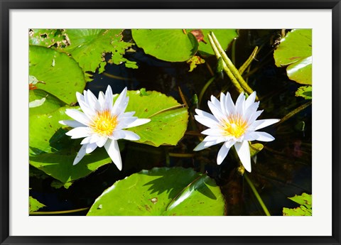 Framed Water lilies with lily pads in a pond, Isola Madre, Stresa, Lake Maggiore, Piedmont, Italy Print