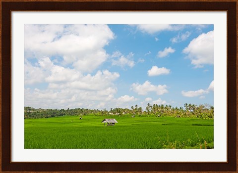 Framed Rice field, Rejasa, Penebel, Bali, Indonesia Print