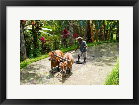Framed Farmer with Oxen, Rejasa, Penebel, Bali, Indonesia Print