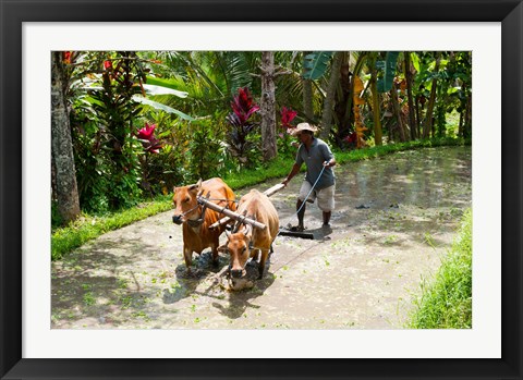 Framed Farmer with Oxen, Rejasa, Penebel, Bali, Indonesia Print