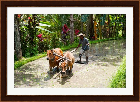 Framed Farmer with Oxen, Rejasa, Penebel, Bali, Indonesia Print