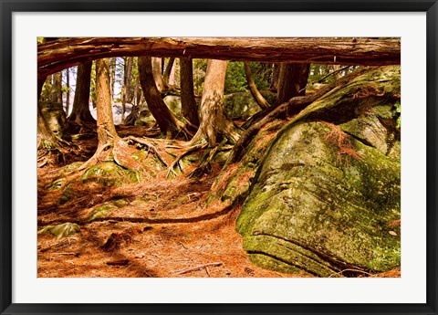 Framed Trail in a forest, Muskoka, Ontario, Canada Print