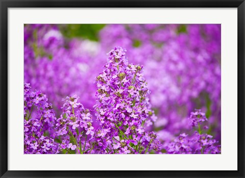 Framed Close-up of Pink Fireweed flowers, Ontario, Canada Print
