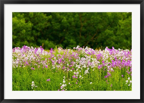 Framed Pink and white fireweed flowers, Ontario, Canada Print