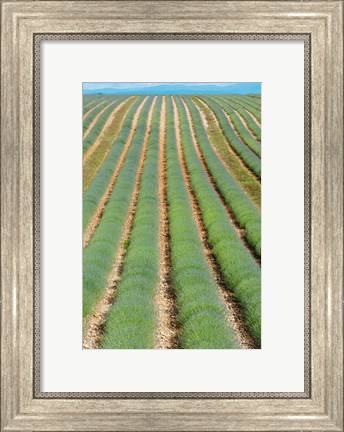 Framed Rows of Lavender, Provence-Alpes-Cote d&#39;Azur, France Print
