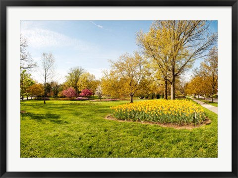 Framed Flowers with trees at Sherwood Gardens, Baltimore, Maryland, USA Print