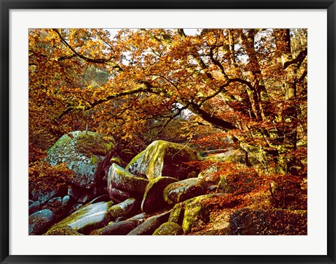 Framed Trees with Granite Rocks at Huelgoat forest in autumn, Finistere, Brittany, France Print