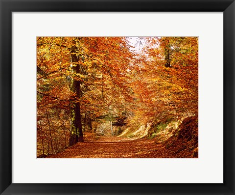 Framed Trees at Huelgoat forest in autumn, Finistere, Brittany, France Print
