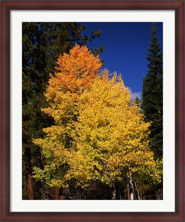 Framed Ponderosa pine with Aspen and Fir trees in autumn, Crater Lake National Park, Oregon, USA Print