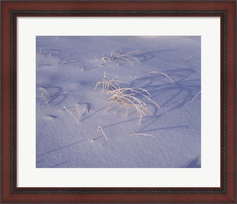 Framed Snow covered grass on South Rim, Crater Lake National Park, Oregon, USA Print
