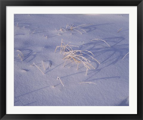 Framed Snow covered grass on South Rim, Crater Lake National Park, Oregon, USA Print