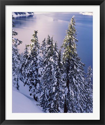 Framed Snow Covered Trees at South Rim, Crater Lake National Park, Oregon Print