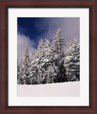 Framed Snow Covered Western Hemlock and Fir Trees on Munson Ridge, Crater Lake National Park, Oregon Print