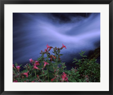 Framed Flowers on Plants, Castle Crest Wildflower Garden Trail, Munson Creek, Crater Lake National Park, Oregon Print